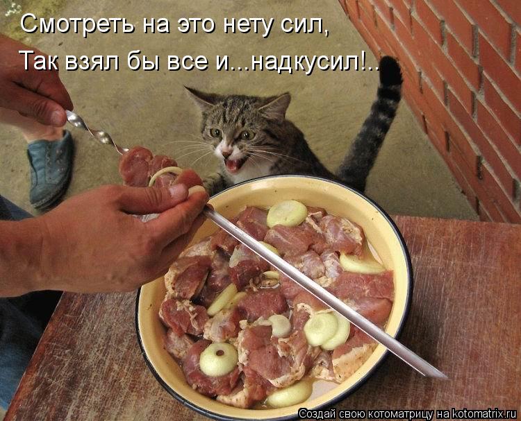 Возможно все (котоматрица)