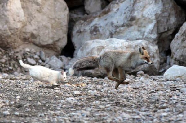 Лиса поймала бродячую кошку... И вот что из этого вышло!