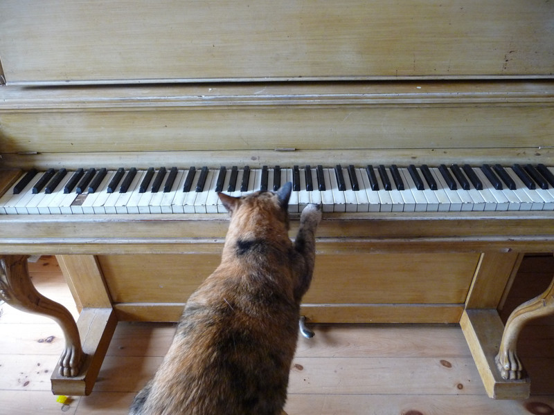  А почему бы не поиграть на пианино? кот, человек