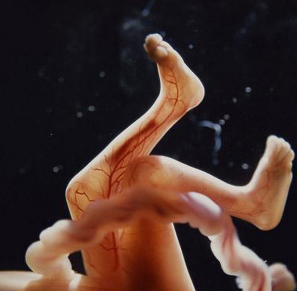 Как зарождается человеческая жизнь интересно, рождение человека, фото