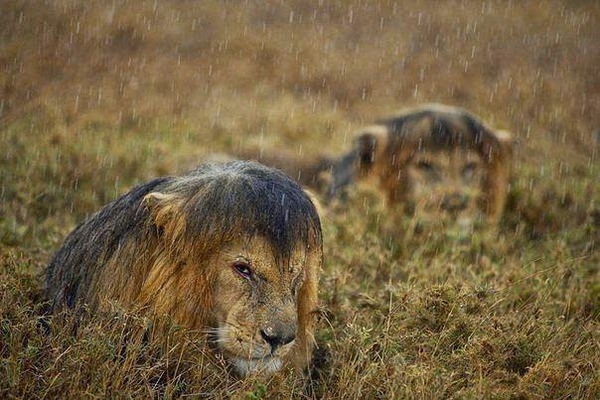 Львы под дождем, Танзания.