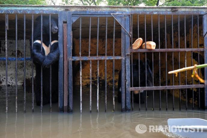 Спасенного из зоопарка в Уссурийске льва лечат с помощью мясной диеты