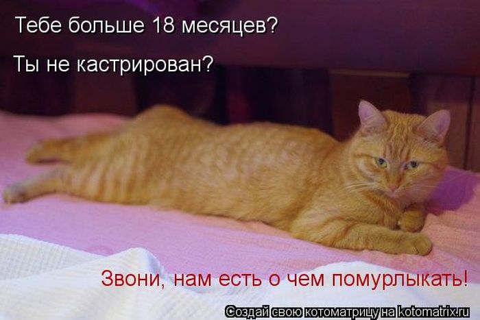 Лучшие котоматрицы недели (50 фото)