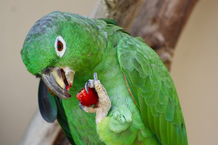 2222299_94040_900 (700x465, 65Kb)