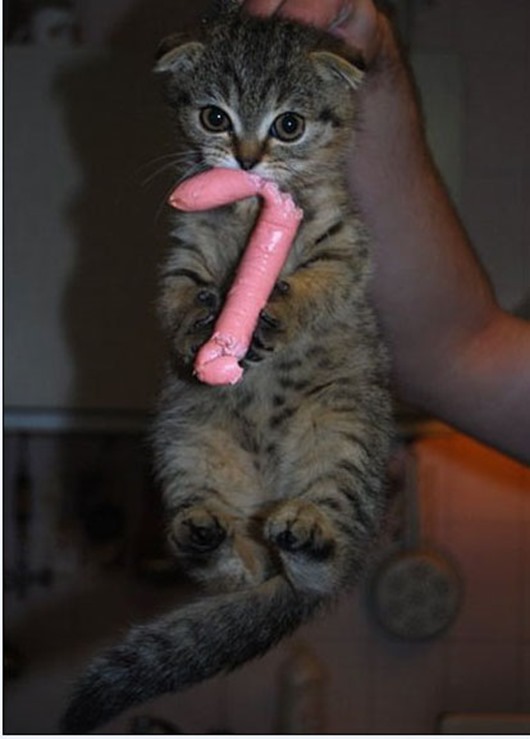 Поговорим о кошках35