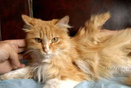 Коты с крыльями! Удивительная кошачья аномалия! Коты с крыльями! Удивительная кошачья аномалия!