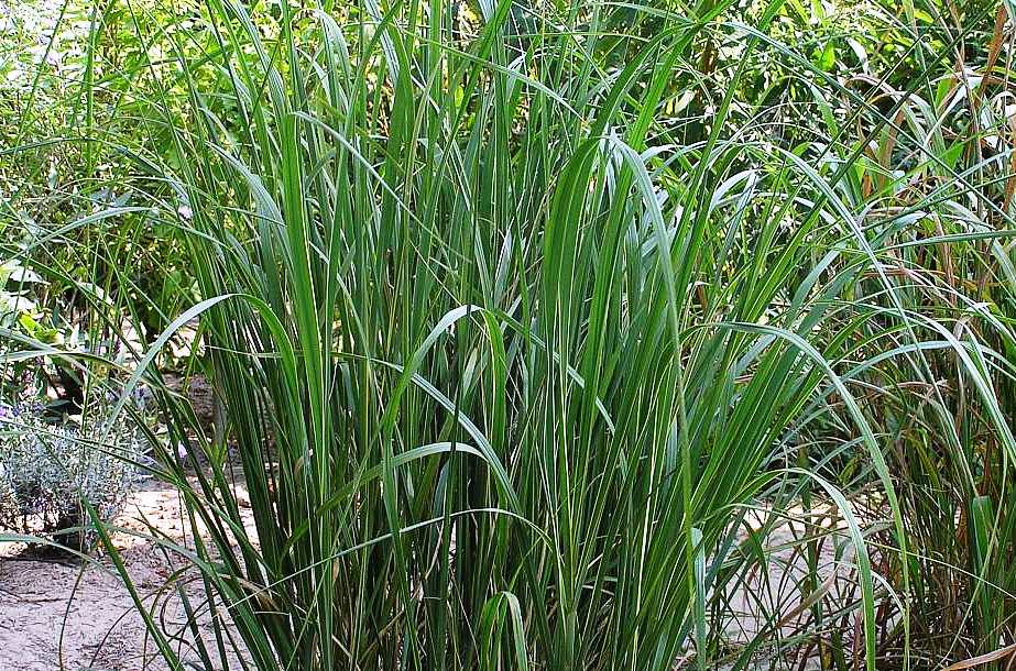 Спартина (Spartina)