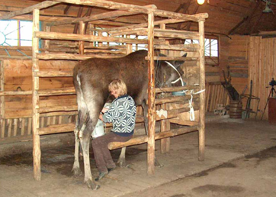 Самый дорогой сыр в мире
