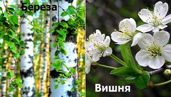 Мускари когда сажают Мускари когда сажают