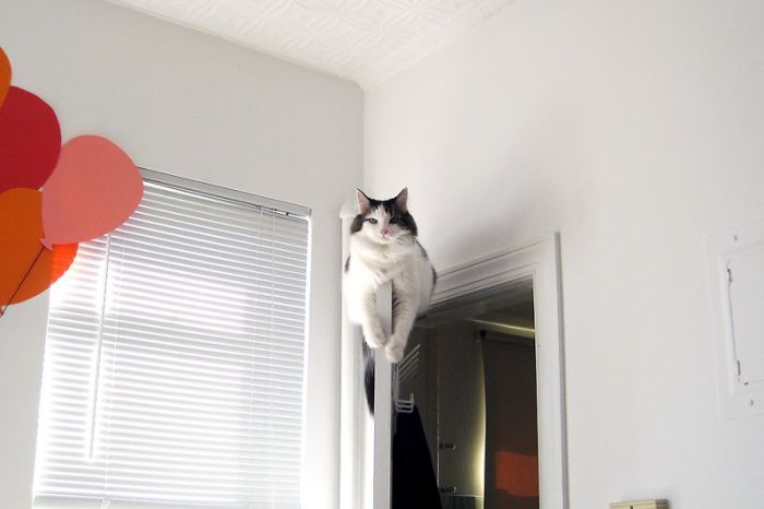 Смешные и просто красивые фотографии кошек (136 фото)