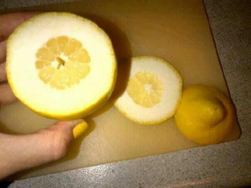 7. Самый худший в мире лимон. интересное, удивительные фотографии, фото