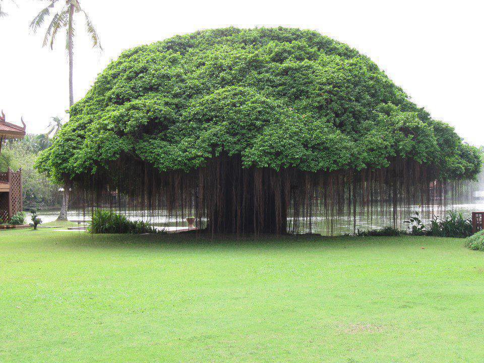 Дерево Баньян интересное, фото, фотоподборка