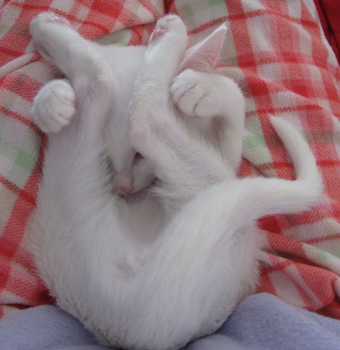 Смешные и просто красивые фотографии кошек (136 фото)