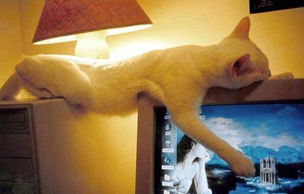 15 фотографий котов, которым всё равно, где спать