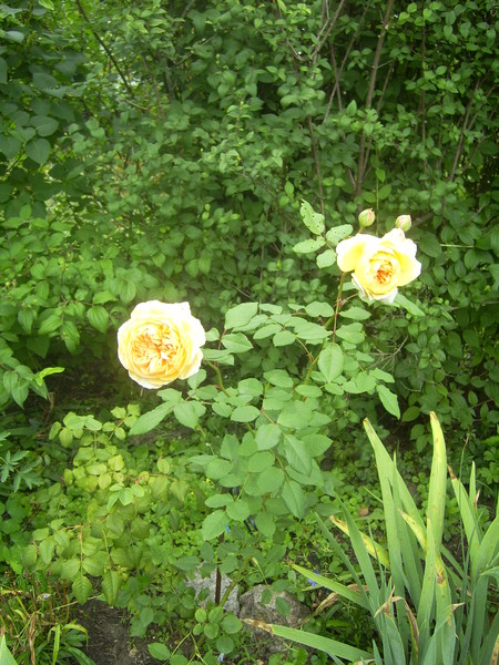 Английские розы Остина.