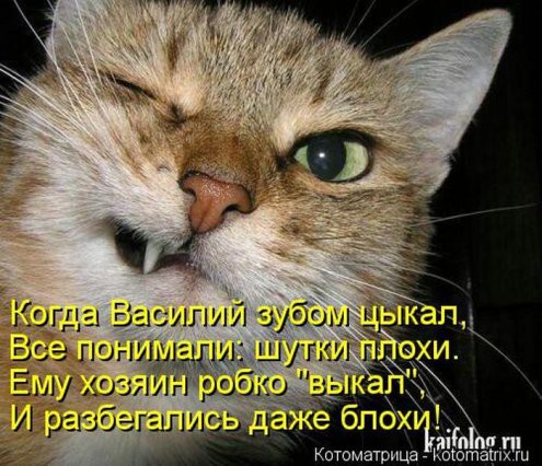 О чем думают коты? Знают только они... демотиваторы, животные, коты, прикол, юмор