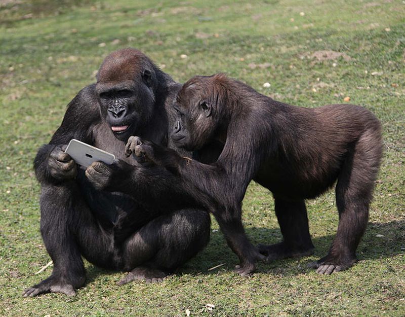 забавные фотографии животных