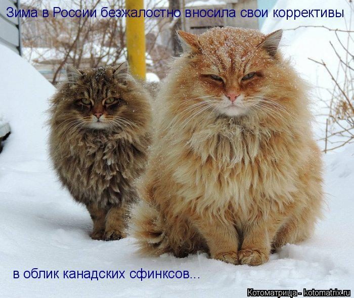 Лучшие котоматрицы недели