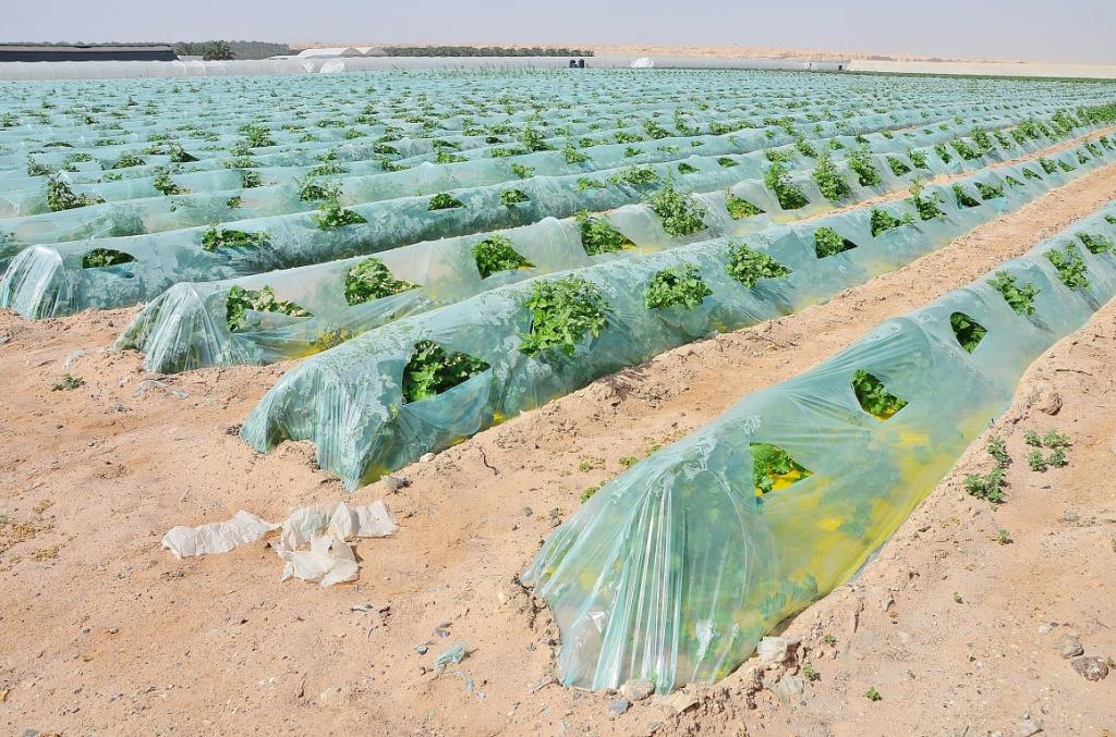 Как выращивают овощи и фрукты колхозники Израиля