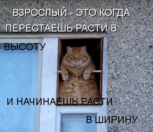 Котоматрица 9