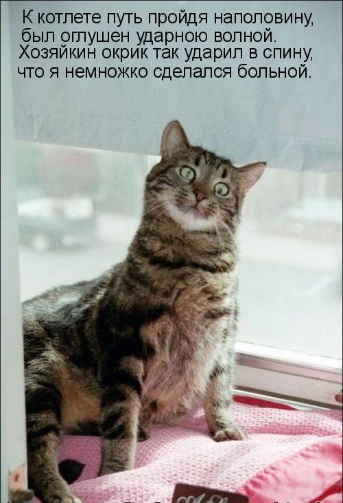 Котоматрица (81 фото)