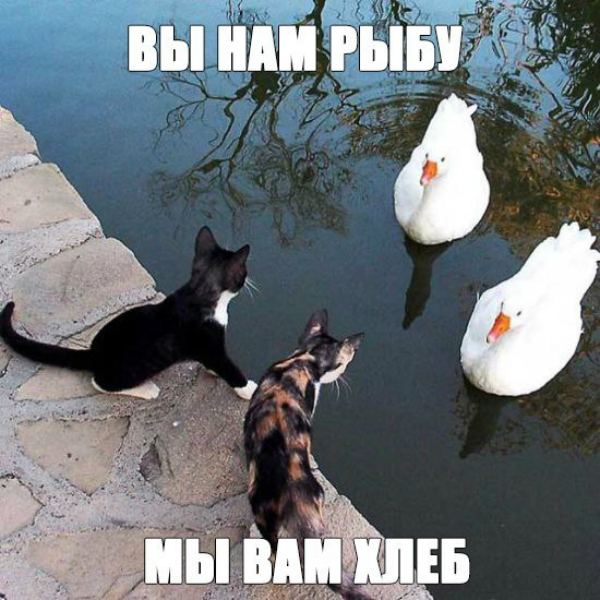 Пятничные котики)))