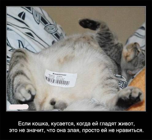 Интересные факты о кошках в картинках Интересные факты о кошках в картинках