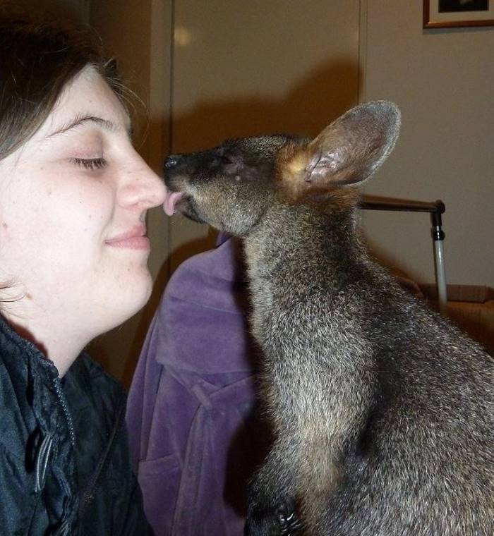 Благодарная кенгуру принесла показать детеныша женщине, которая её спасла