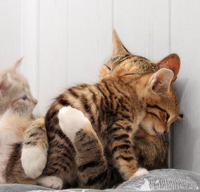 Смешные и просто красивые фотографии кошек (136 фото)