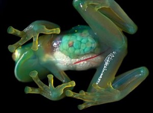 Transparent_Frog Фотография Transparent_Frog