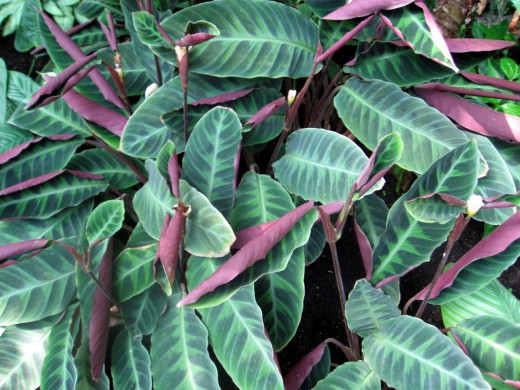   (Calathea warscewiczii)