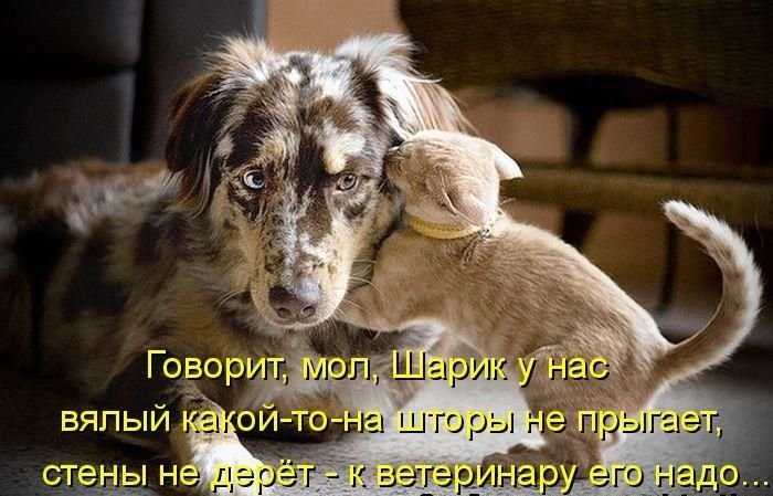 Котоматрица. Часть 2. (45 фото)