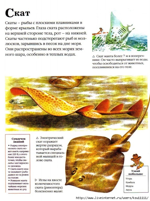 Entziklopedia dlya detei.Vse o jivotnih ot a do ya..page124 (522x700, 314Kb)