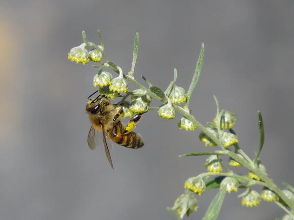 Пчела на полыни. Фото с сайта beebazar.ru