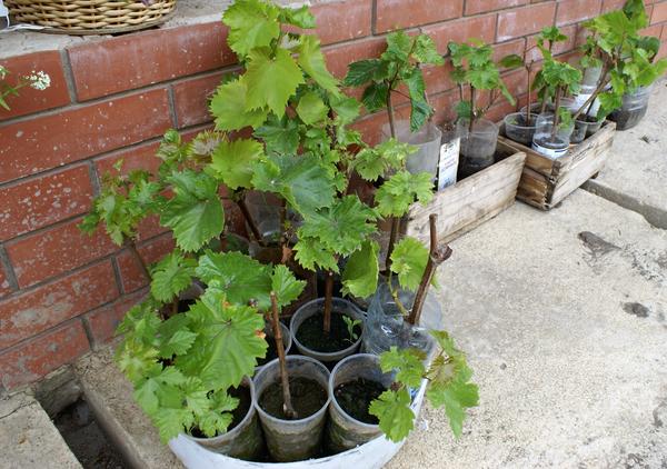 Саженцы винограда подготовлены к посадке на постоянное место
