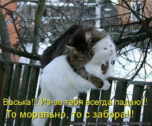 Котоматрицу в каждый дом!