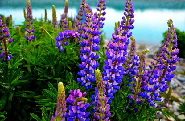 Цветущие поля люпинов на озере Текапо (7)