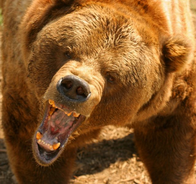Пропавшего на Кунашире смотрителя маяка задрал медведь