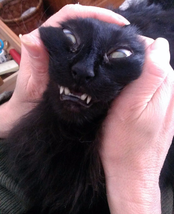 Котямяуки милаши (просто смешные и забавные фотки котэ) кошки, милые киски, прикол, прикольные котэ, смешные кошки, юмор