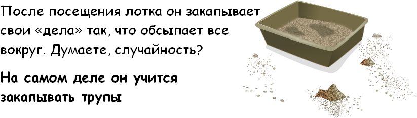 Как узнать, что ваш Кот собирается вас убить