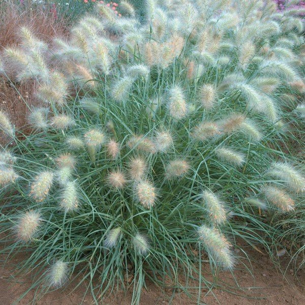 Пеннисетум мохнатый ( Pennisetum villosum ) Пеннисетум мохнатый ( Pennisetum villosum ) волосатость, интересное, красота, природа, растения, флора