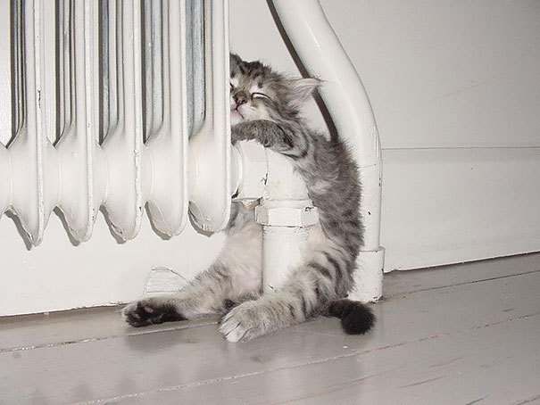 Спящие кошки