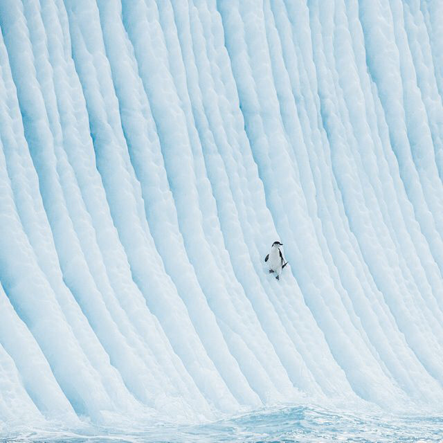 Пингвин серфингист кадр, минимализм, фото