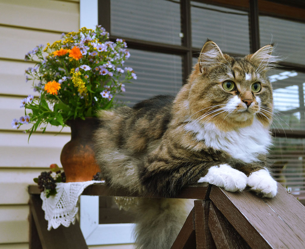 NewPix.ru - Отношения человека и кошки. Красивые фотографии кошек