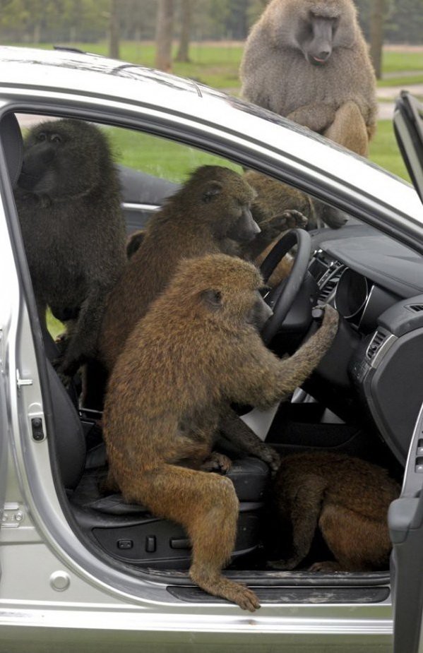 Прикольные животные, которых не плохо кормят животные, коты, прикол, юмор