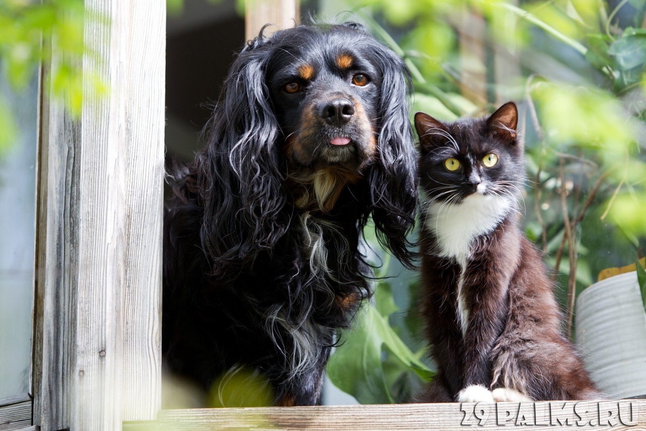 Как кошка с собакой. Часть 1 животные, коты, кошки, собаки, фото, юмор