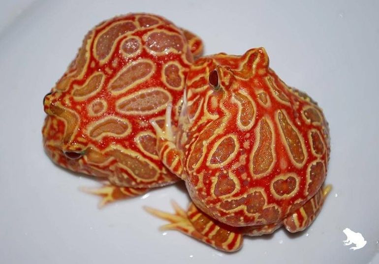 Клубнично-ананасовая лягушка-пакман (Strawberry pineapple pacman frog) Клубнично-ананасовая лягушка-пакман (Strawberry pineapple pacman frog)