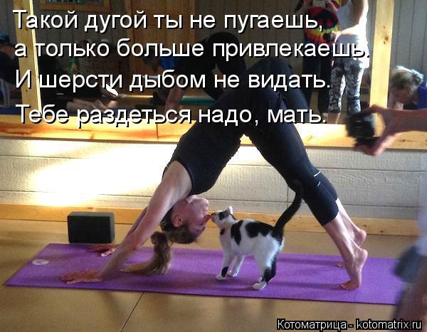 Санитар Васька (котоматрица) 40 фото Санитар Васька (котоматрица) 40 фото
