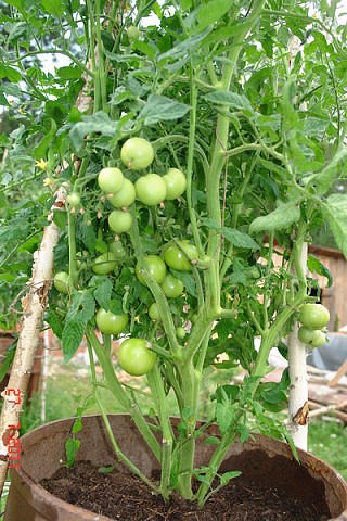 КАК ВЫРАСТИТЬ ПОМИДОРЫ В БОЧКЕ - ПРОСТО