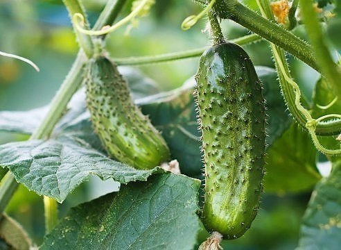 Что делать с огурцами и томатами, если идут дожди